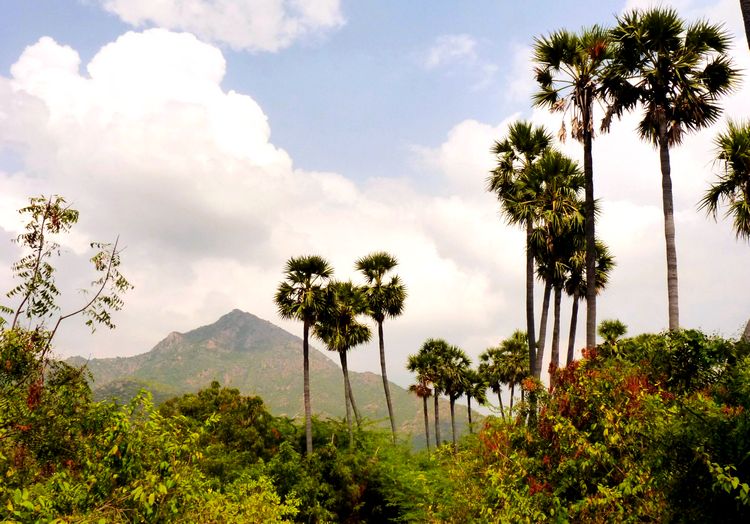 Arunachala-heiligerBerg-Tiruvannamalai-Palmen-Kraftortreise