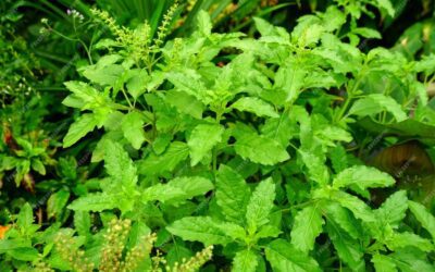 „Holy Tulsi“ – heilsames Basilikum