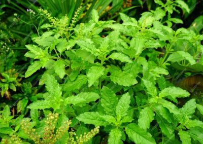 „Holy Tulsi“ – heilsames Basilikum