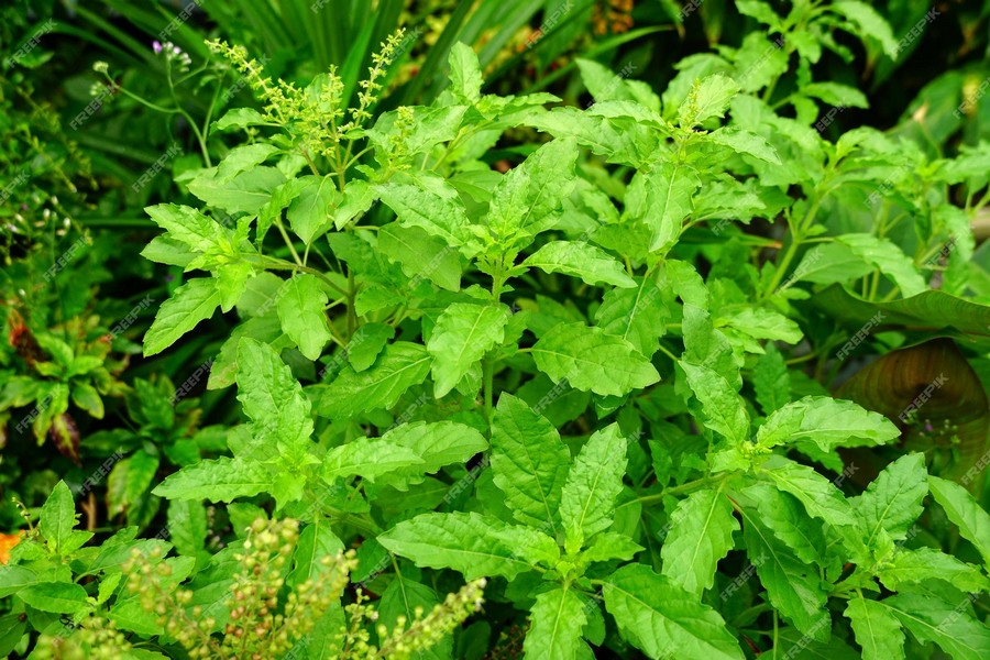 Holy Tulsi kleiner heiliger-Basilikum-Heilpflanze-Indienreise