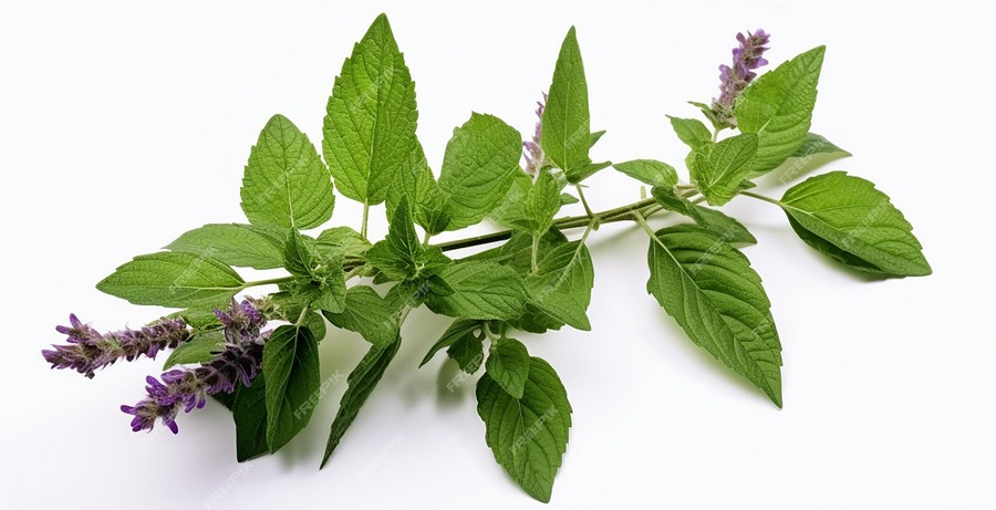 Tulsi heiliger-Basilikum-Heilpflanze-spirituelle-Indienreise