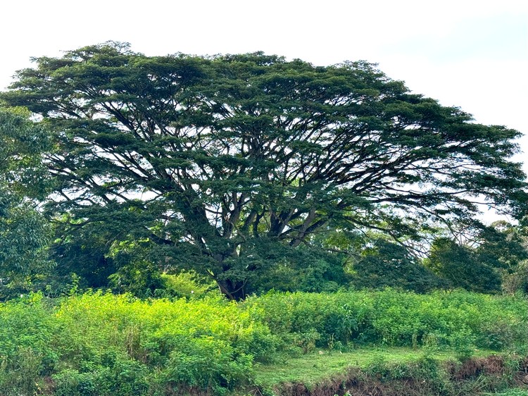 Baum Baum-im-Peryar-Nationalpark-Südindien-spirituelle-Reise