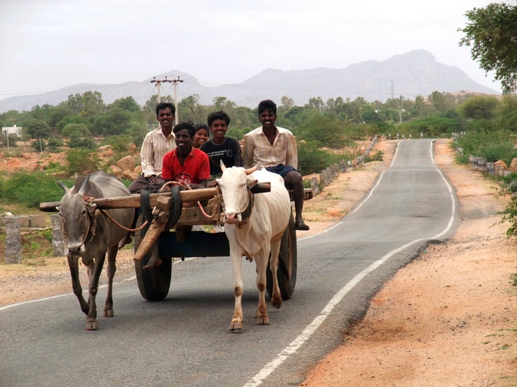 auf dem Land Kühe-ziehen-Karren-mit-Männern-auf-dem Land-Indien-Reise